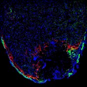 Immunofluorescent image of a zebrafish heart at 7dpa labeled with DSHB antibody N2.261 against Myosin heavy chain, human, all fibers except fast IIB (red). PMID: 32877671, Fig. S4E.